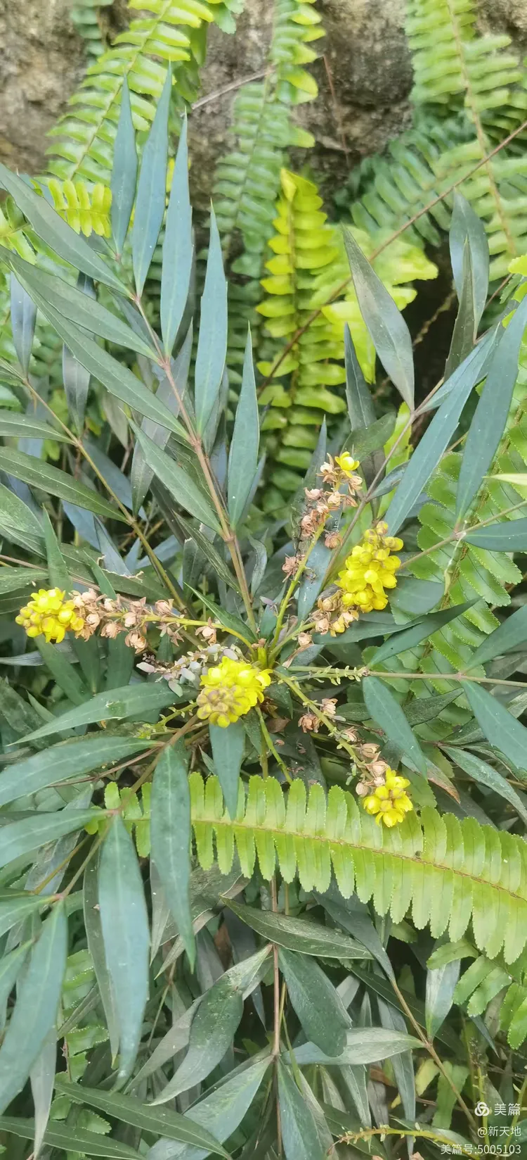 植物观赏 十大功劳,土名黄柏刺,黄疸草